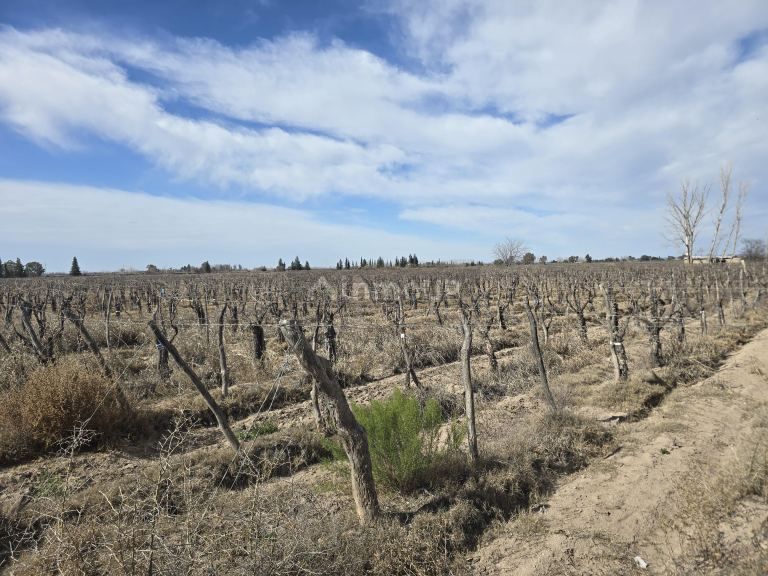 Finca en Venta en Rivadavia, Mendoza