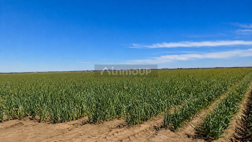 Santa Rosa 80.6 Has (o la mitad) con dos pozos