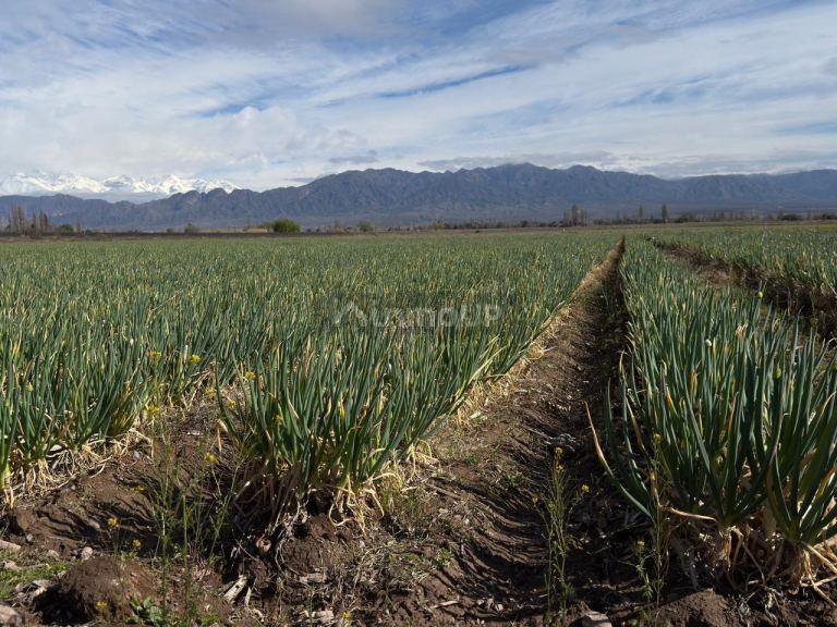 Lujan de Cuyo 36 Has. en Brandsen & Cobos, Perdriel