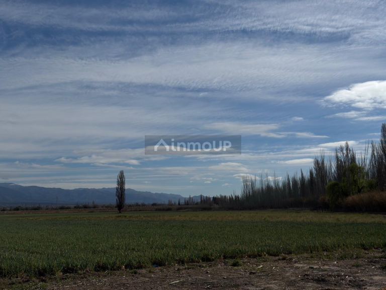 Lujan de Cuyo 36 Has. en Brandsen & Cobos, Perdriel