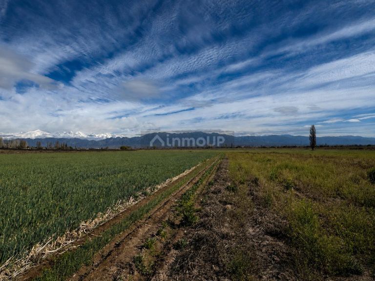 Lujan de Cuyo 36 Has. en Brandsen & Cobos, Perdriel