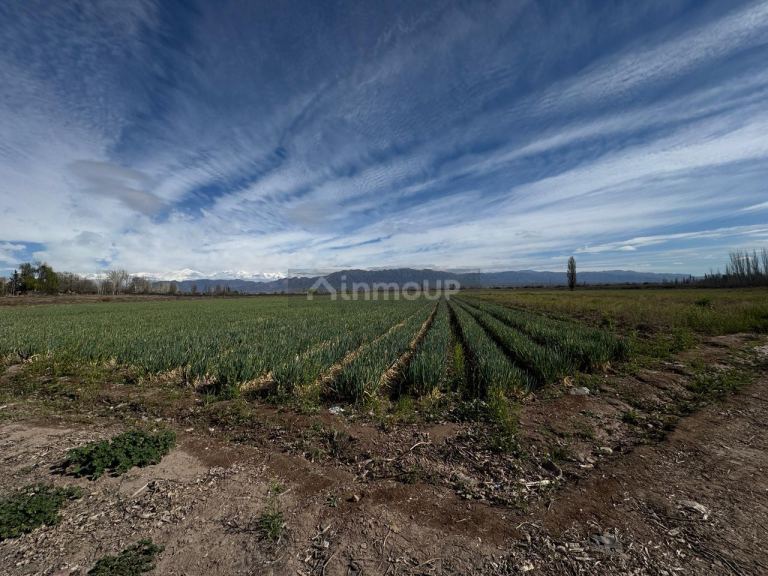 Finca en Venta en Lujan de Cuyo, Mendoza - USD 792.000 | Inmoup - 7