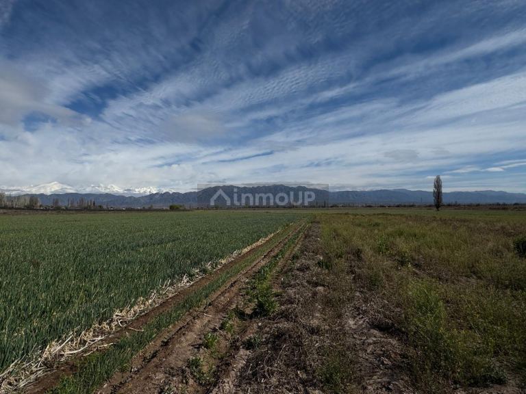 Finca en Venta en Lujan de Cuyo, Mendoza - USD 792.000 | Inmoup - 13