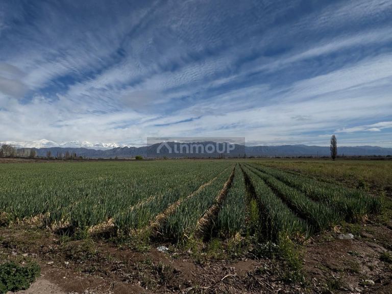 Finca en Venta en Lujan de Cuyo, Mendoza - USD 792.000 | Inmoup - 16