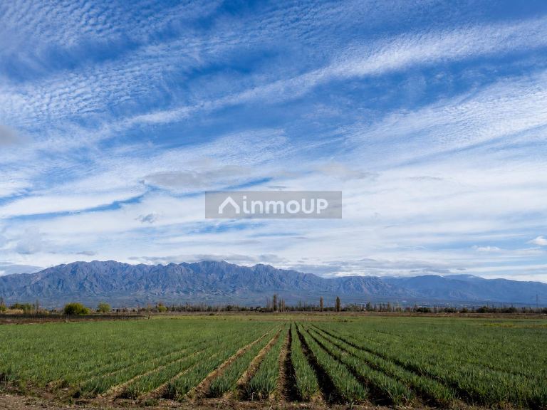 Lujan de Cuyo 36 Has. en Brandsen & Cobos, Perdriel