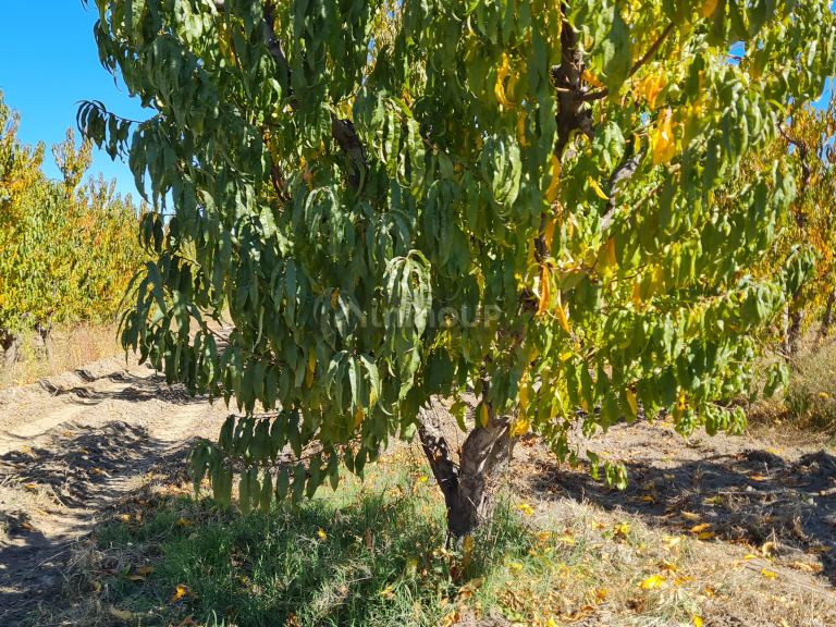 Finca en Venta en Tupungato, Mendoza