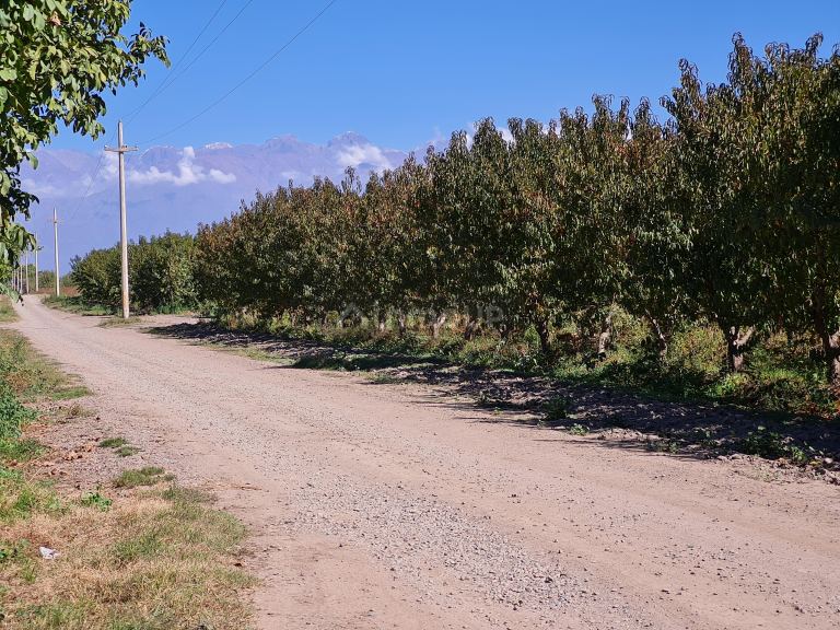 Finca en Venta en Tupungato, Mendoza