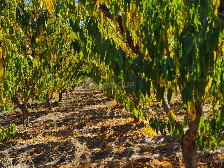 Finca en Venta en Tupungato, Mendoza