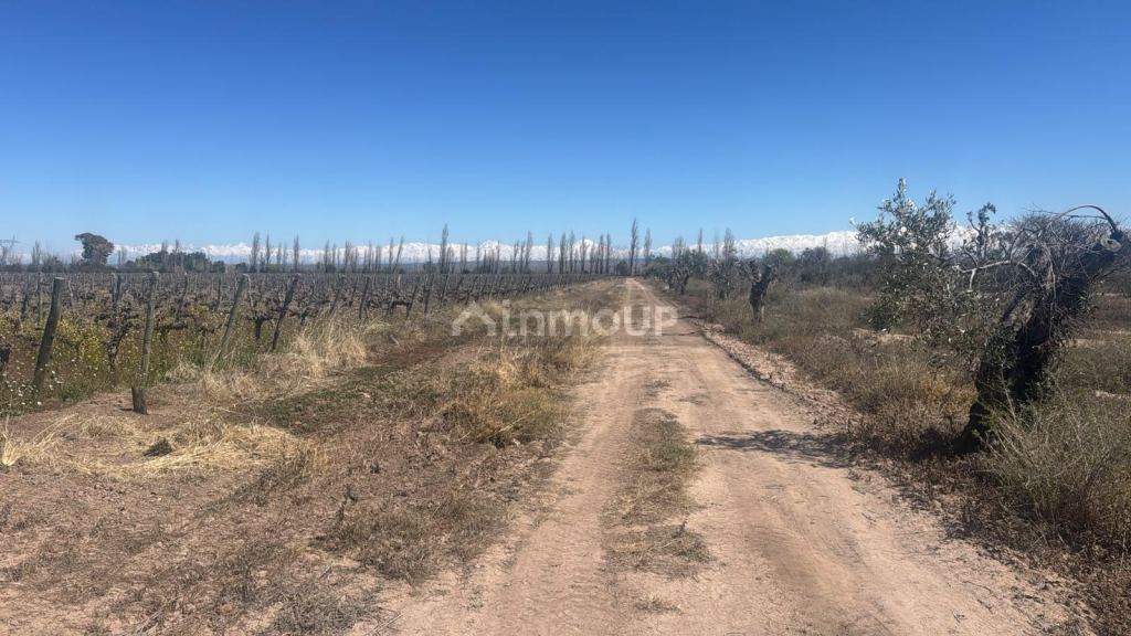 Finca en Venta en Junin, Mendoza