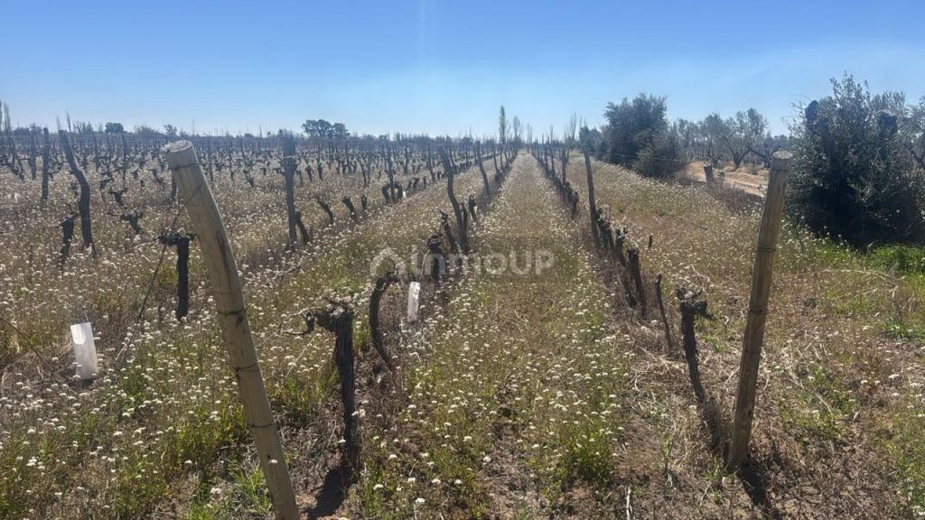 Finca en Venta en Junin, Mendoza