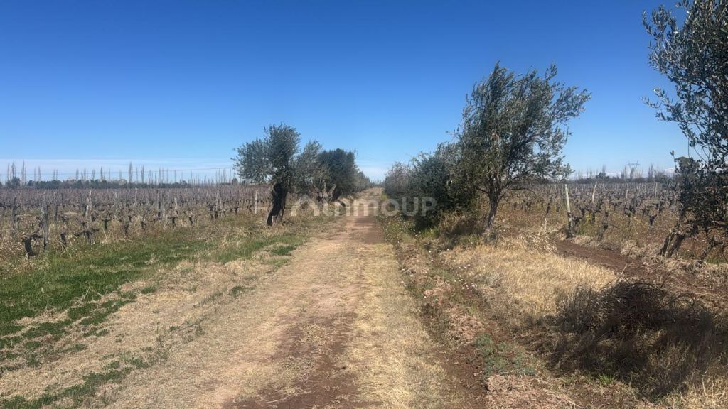 Finca en Venta en Junin, Mendoza