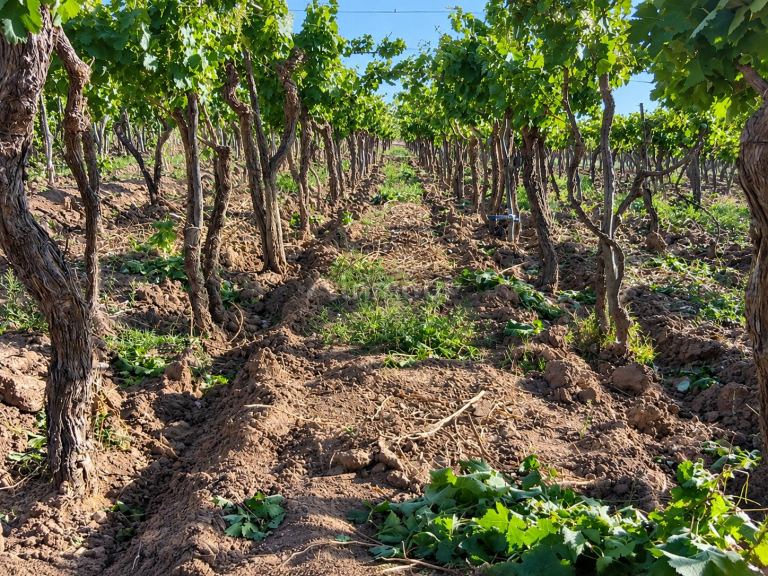 Bodega en Venta en Maipu, Mendoza