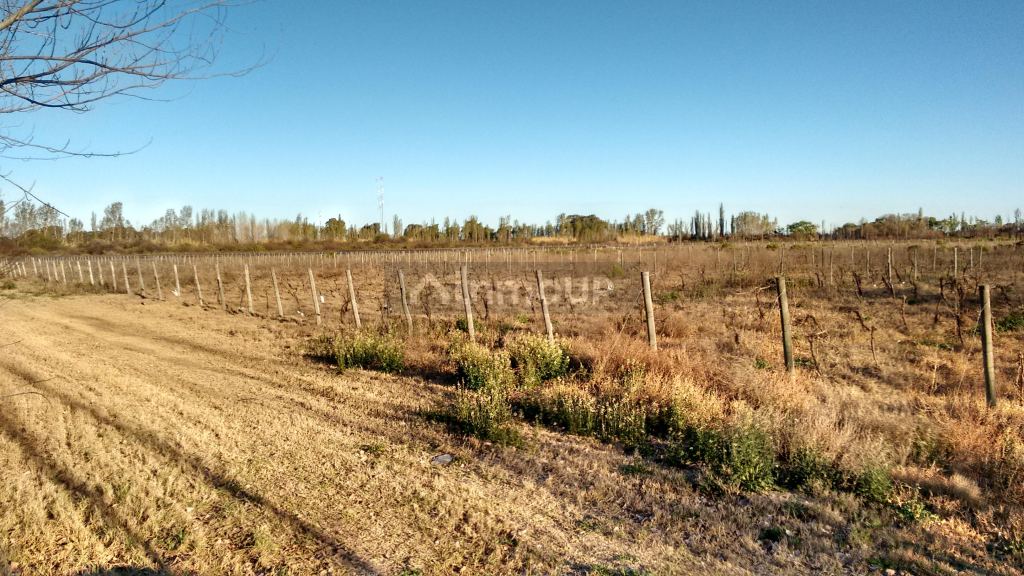 Finca en Venta en La Paz, Mendoza