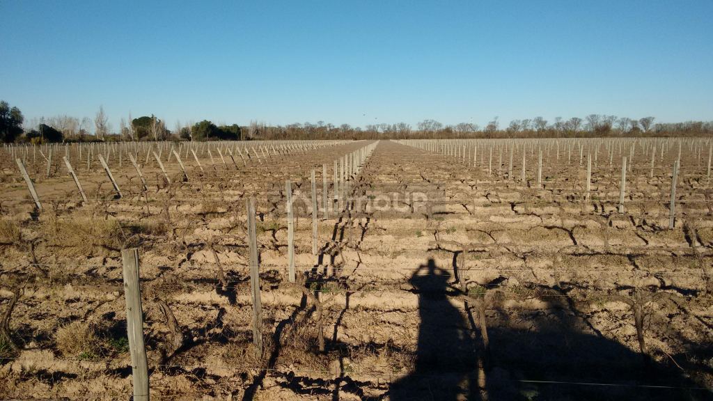 Finca en Venta en La Paz, Mendoza