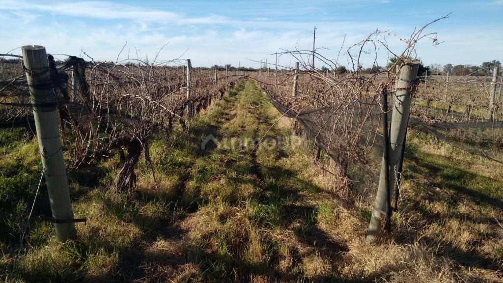 Finca en Venta en La Paz, Mendoza
