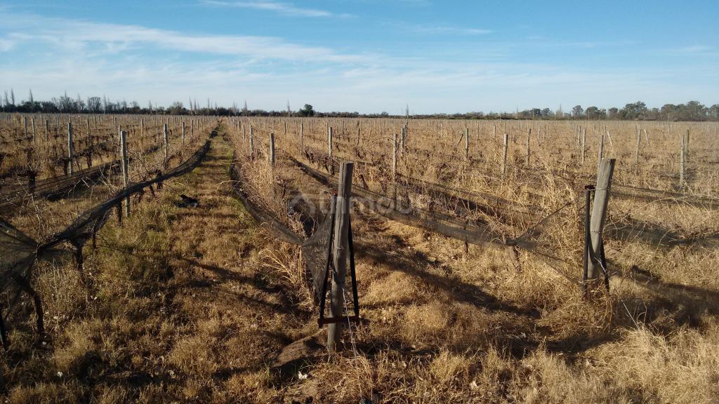 Finca en Venta en La Paz, Mendoza