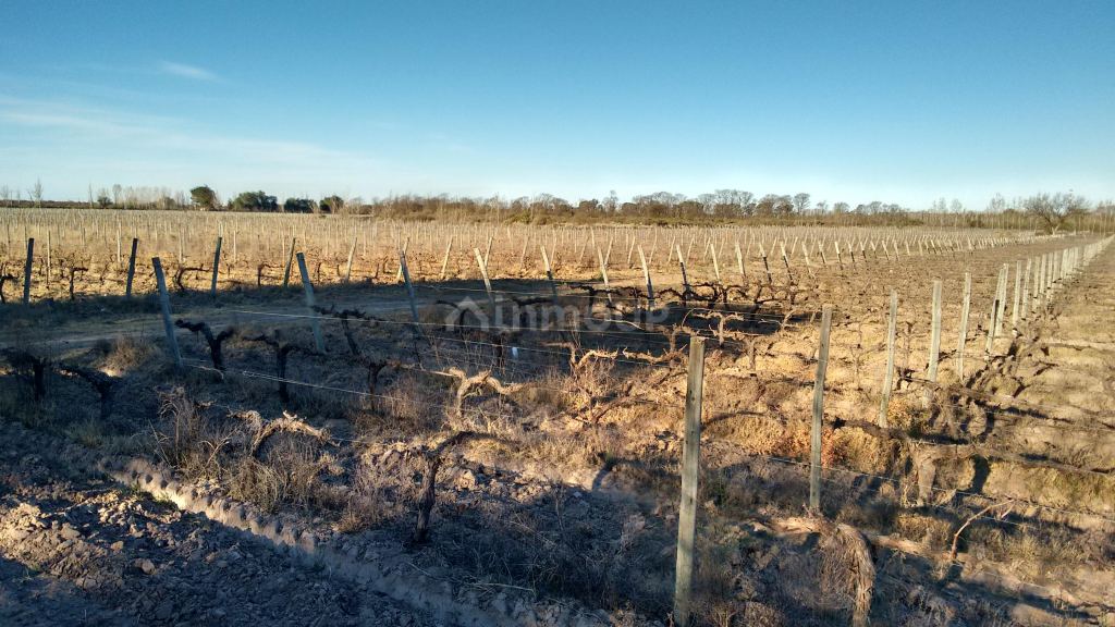 Finca en Venta en La Paz, Mendoza