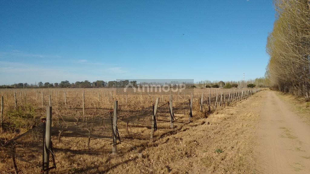 Finca en Venta en La Paz, Mendoza