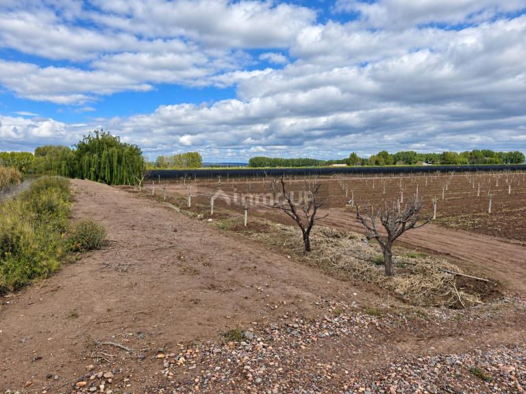 Finca en Venta en Lujan de Cuyo, Mendoza - USD 120.000 | Inmoup - 8
