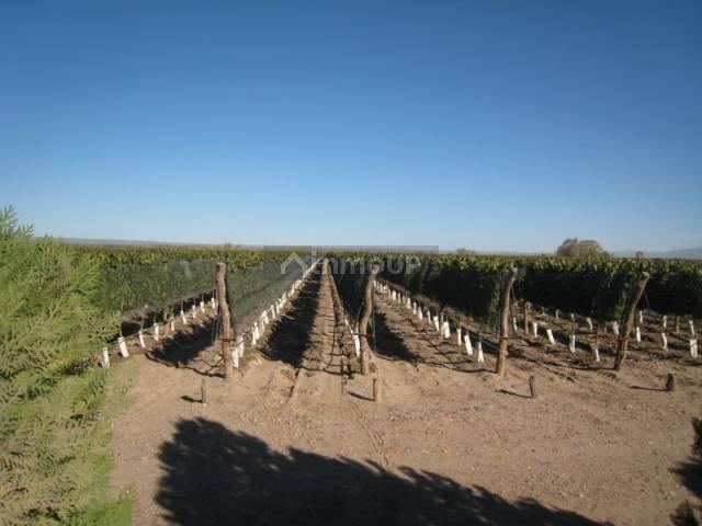 Finca en Venta en San Carlos, Mendoza