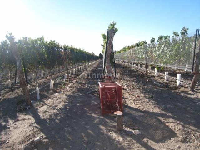 Finca en Venta en San Carlos, Mendoza