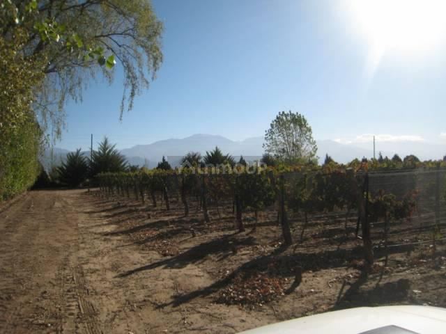 Finca en Venta en San Carlos, Mendoza