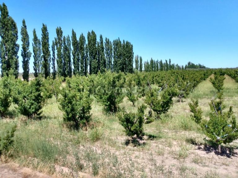 Finca en Venta en General alvear, Mendoza