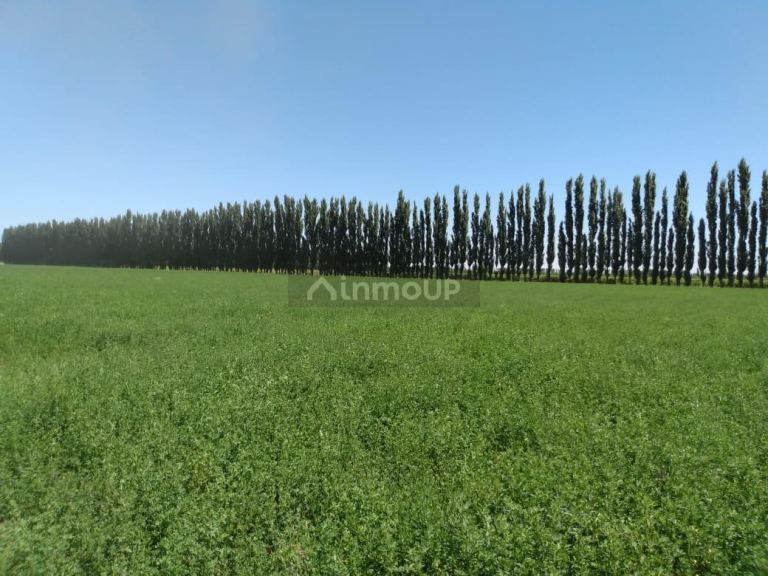 Finca en Venta en General alvear, Mendoza
