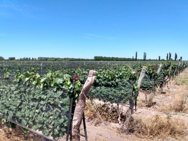 Finca en Venta en General alvear, Mendoza