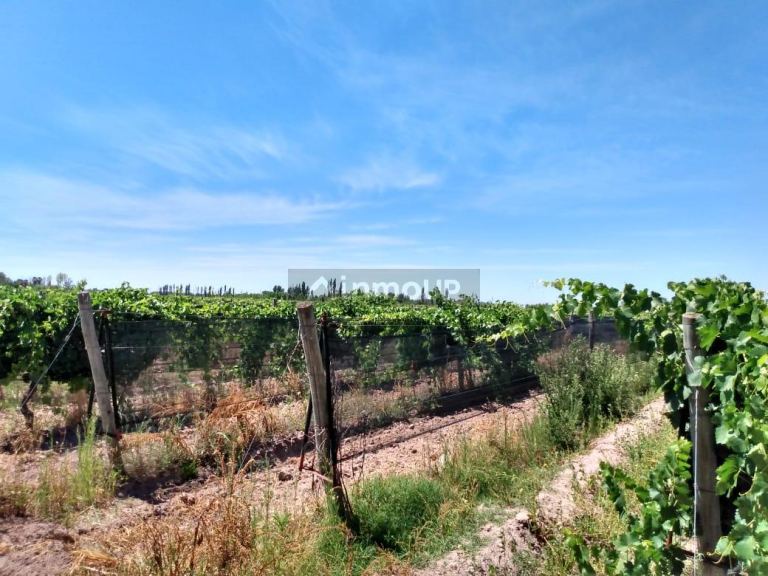 Finca en Venta en General alvear, Mendoza