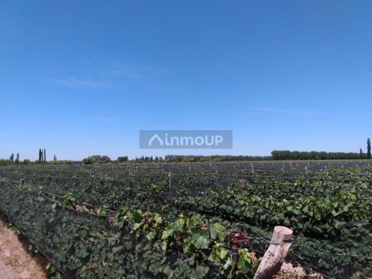 Finca en Venta en General alvear, Mendoza
