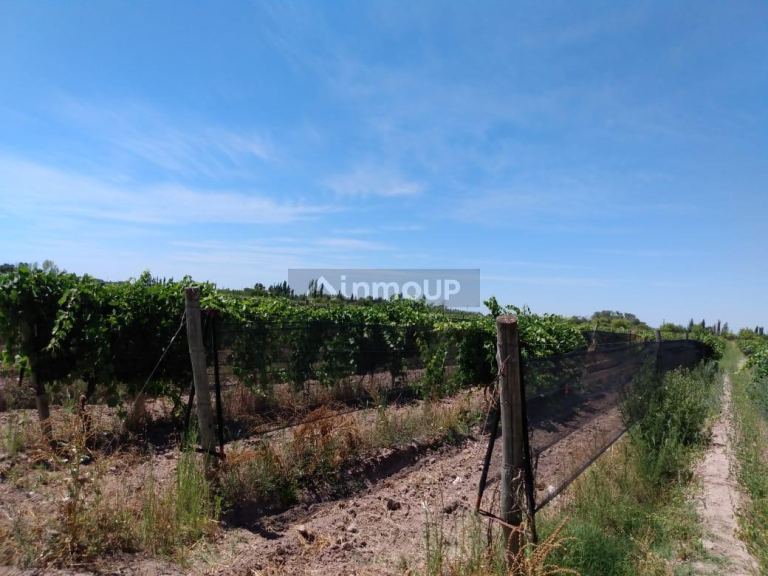 Finca en Venta en General alvear, Mendoza