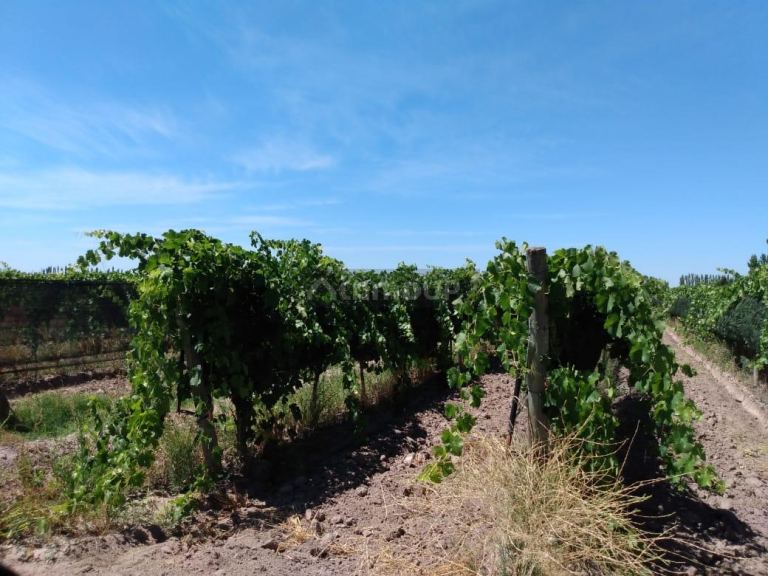 Finca en Venta en General alvear, Mendoza
