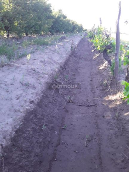 Finca en Venta en General alvear, Mendoza