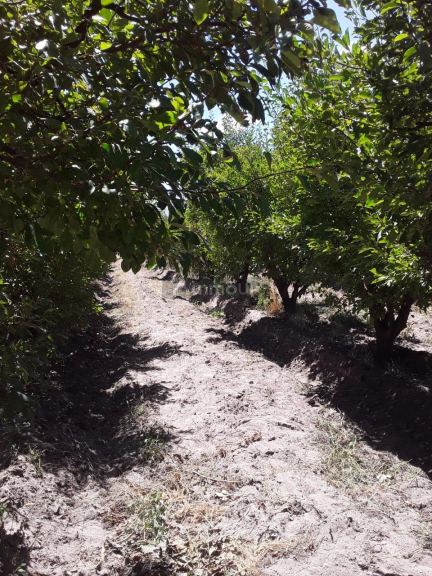 Finca en Venta en General alvear, Mendoza