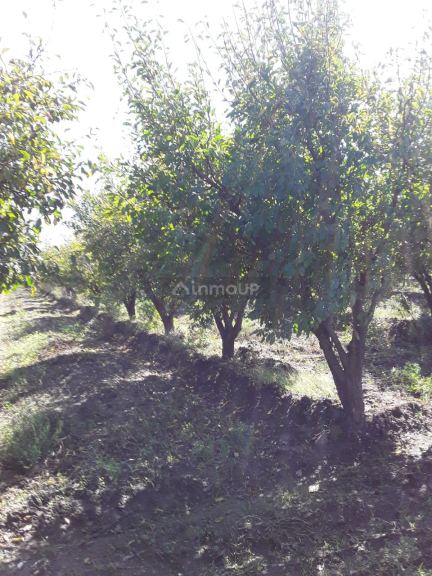 Finca en Venta en General alvear, Mendoza