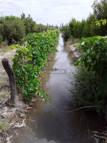 Finca en Venta en General alvear, Mendoza