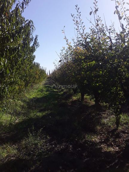 Finca en Venta en General alvear, Mendoza