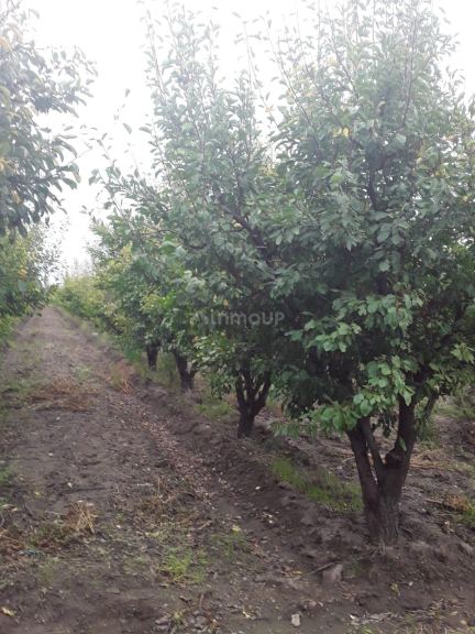 Finca en Venta en General alvear, Mendoza
