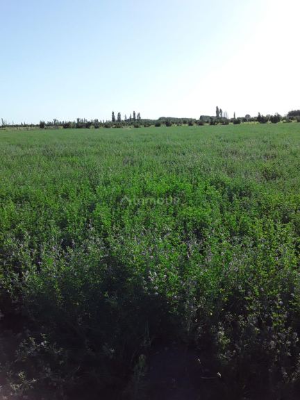 Finca en Venta en General alvear, Mendoza
