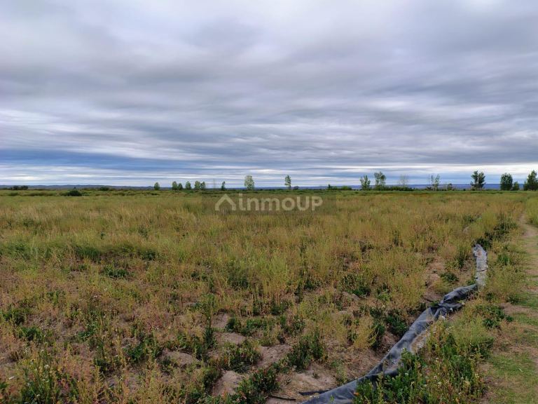 Campo en Venta en Lujan de Cuyo, Mendoza