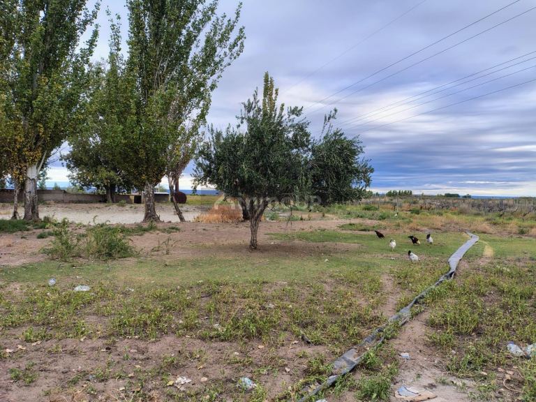 Campo en Venta en Lujan de Cuyo, Mendoza