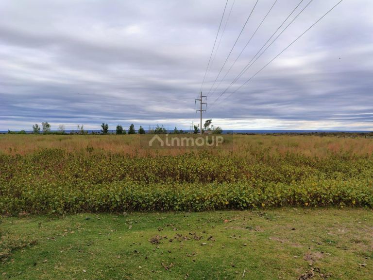 Campo en Venta en Lujan de Cuyo, Mendoza