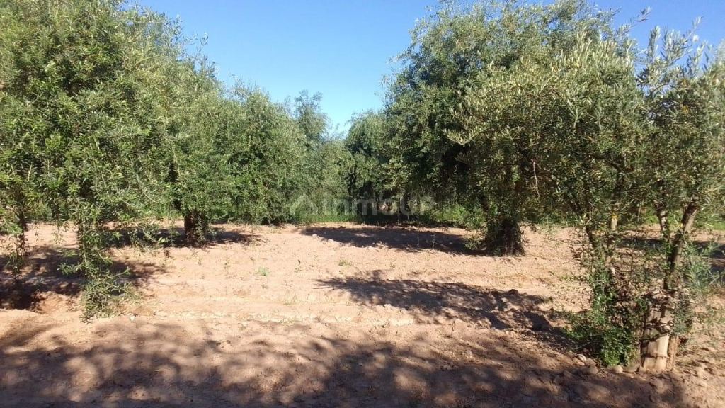 Terreno en Venta en Maipu, Mendoza