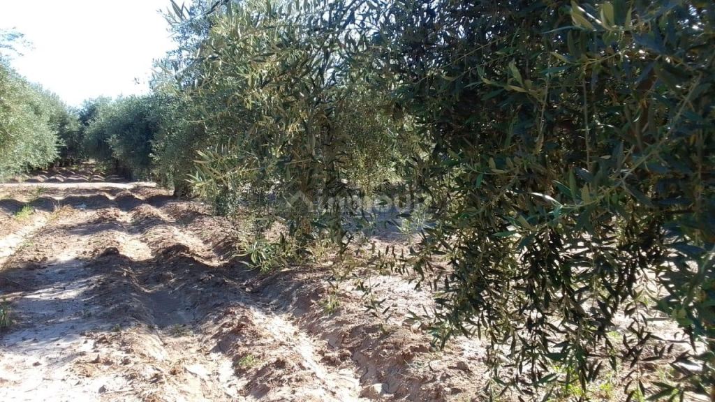 Terreno en Venta en Maipu, Mendoza