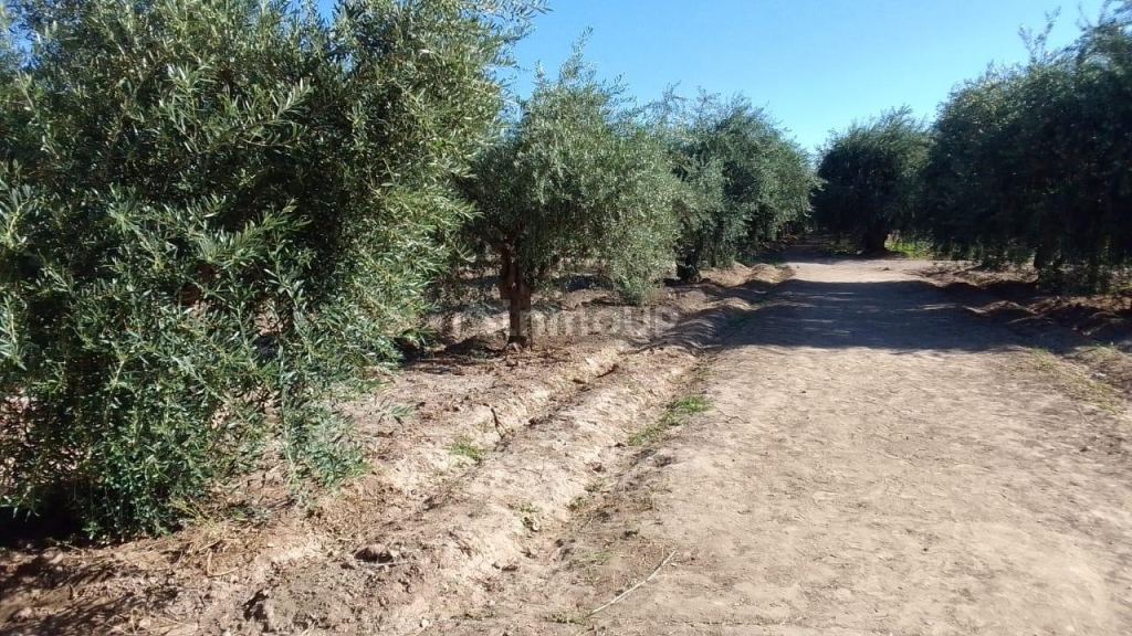 Terreno en Venta en Maipu, Mendoza