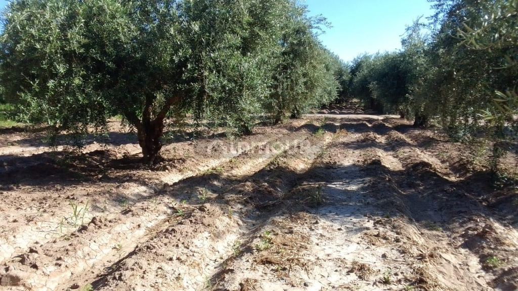 Terreno en Venta en Maipu, Mendoza