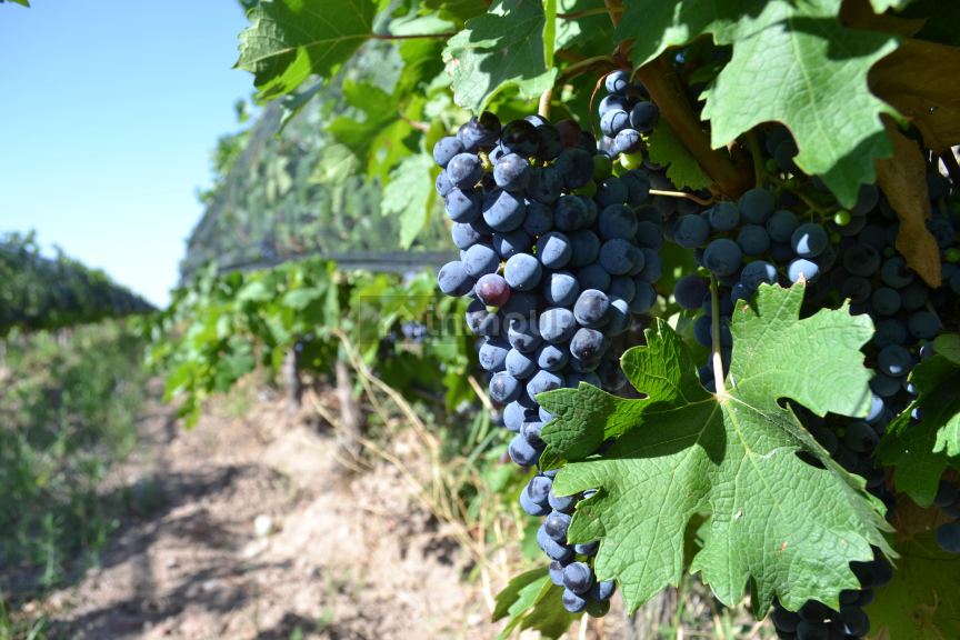 Bodega en Venta en Lujan de Cuyo, Mendoza