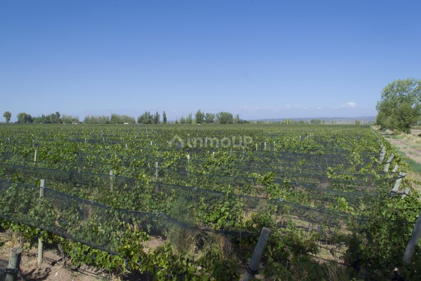 Bodega en Venta en Lujan de Cuyo, Mendoza