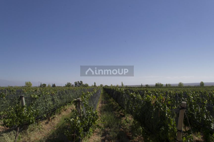 Bodega en Venta en Lujan de Cuyo, Mendoza